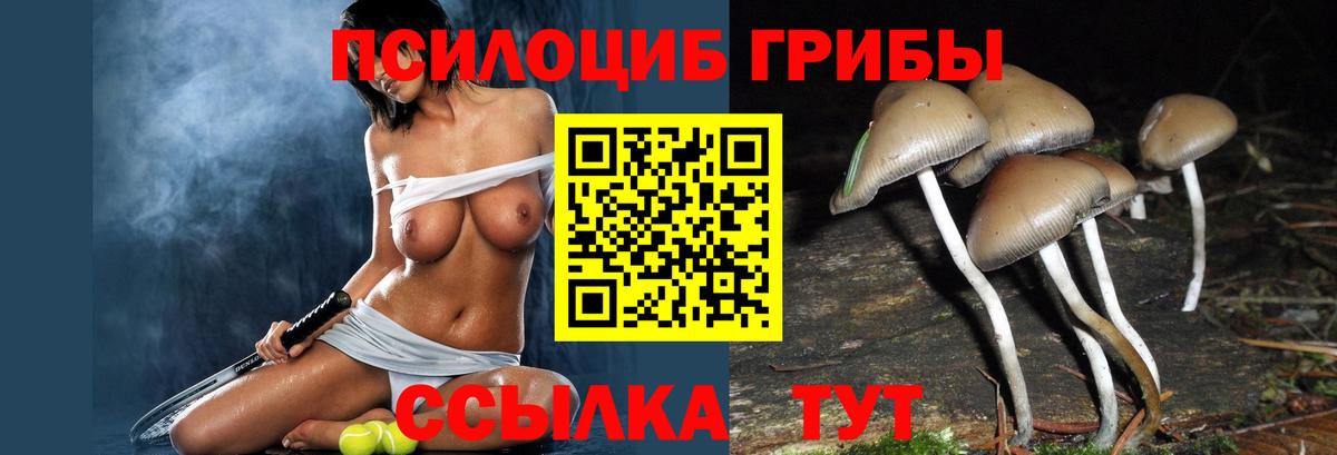Тайшет  Псилоцибиновые грибы Cubensis  Вход с VPN 